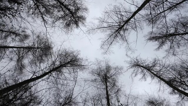 An eerie woodland spinning background of tall bare winter trees rising up onto a blank white sky