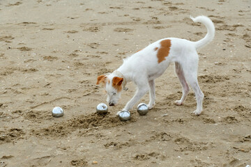 Kleiner Hund spielt mit Boule-Kugeln am Strand 
