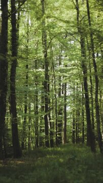 Dichter Wald im Schwarzwald, Hochformat