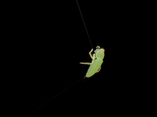 Little green spider hang on the web