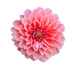 Dahlia flower pink, mature and magnificent closeup on transparent.