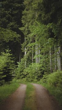 B&auml;ume im Schwarzwald, Hochformat