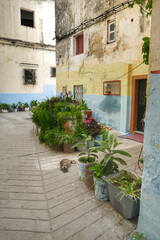 Fototapeta na wymiar Traditional houses in the Kasbah of Tangier, Morocco