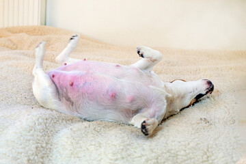 funny pregnant dog Jack Russell Terrier resting on a woolen rug. Caring for pregnant and nursing dogs