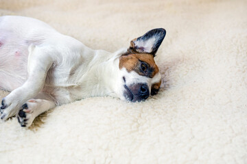 pregnant Jack Russell Terrier dog is resting on a woolen rug. Caring for pregnant and nursing dogs