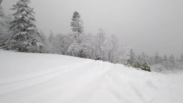雪が降る森の風景。