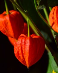 red flower on a green background