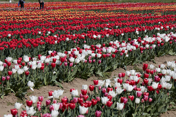 Tulip field with flowers in white, red, purple, yellow colors and people in spring sunlight
