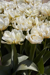 Tulip Exotic Emperor white flowers texture background in spring sunlight