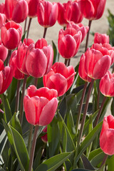 Tulip Rosy Delight, pink flowers in spring sunlight