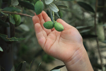 Child and Olive Tree