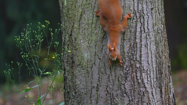 squirrel climbs down a tree