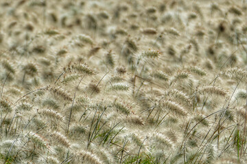 Full frame shot of grain field