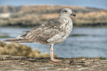 Portrait of a seagull