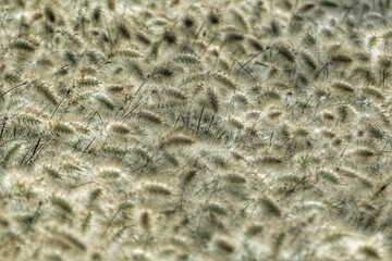 Full frame shot of grain field