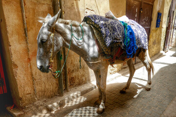 Donkey in the Medina of Fez, Morocco
