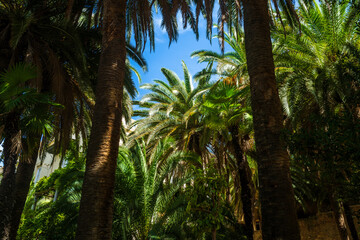 Palm trees and leaves in vibrant green and yellow tones against bright blue sky. Graphic resource with copy space and wallpaper or thumbnail. Hot summer sunny weather