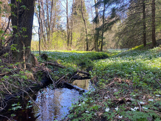 spring forest, ground covered with the first spring white flowers
