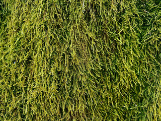 natural plant background. texture of green long natural moss