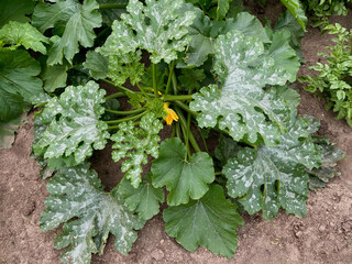 powdery mildew disease on zucchini leaves