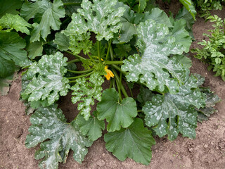 powdery mildew disease on zucchini leaves