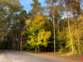 Obraz premium beautiful autumn landscape. colorful autumn trees and road