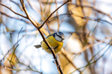 Blue Tit (Cyanistes caeruleus) in El Retiro Park, Madrid