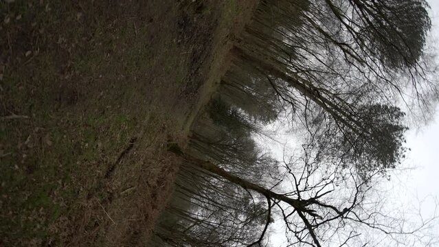 Walking and drunkenly spinning down a forest trail through tall trees