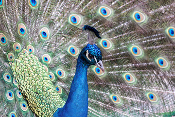Obraz premium Common Peafowl (Pavo cristatus) aka Peacock in Delhi, India