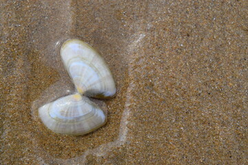 Muschel am Strand