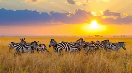 Poster Zebras in the African savanna against the backdrop. © Harmony