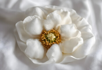 Obraz na płótnie Canvas focus cotton flower