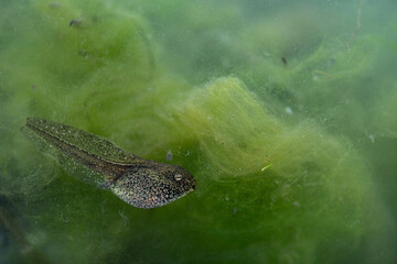 Underwater, the tadpole of common frog (Rana temporaria)