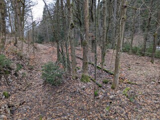 zugewachsene, marode Bahnstrecke im Wald