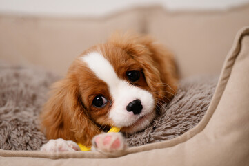 Cavalier King Charles Spaniel puppy chews his favorite toy while lying on a dog bed.Relief from...
