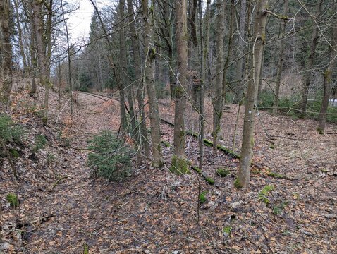 zugewachsene, marode Bahnstrecke im Wald
