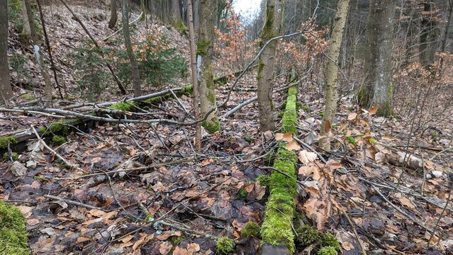 alte Schiene mit Moss bewachsen