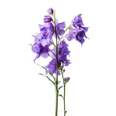 Larkspur isolated on transparent background