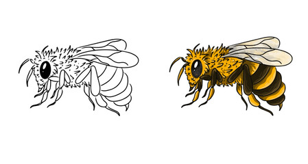 Bee vector coloring page image. Bee Vector. Bee Sketch