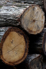 Naklejka premium 積まれた丸太