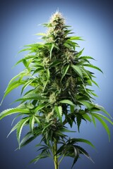 Cannabis Hanf Marihuana