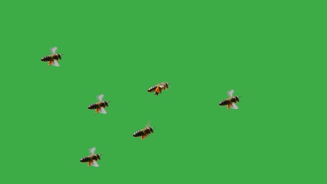 flying bees with nectar on their paws on a green screen. slow motion