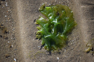 Alge am Strand