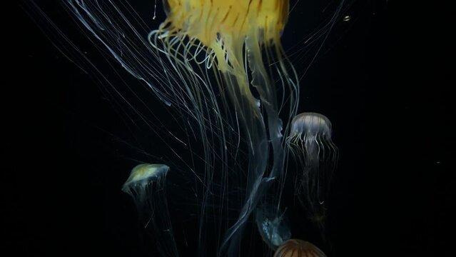 Pacific seanettle Jellyfish, 4K UHD