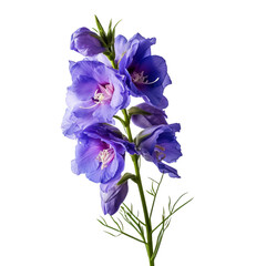 Larkspur isolated on transparent background