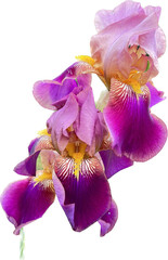 orchid isolated on white background - obrazy, fototapety, plakaty