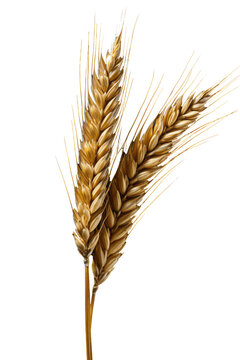 Golden Wheat Ear Isolated on Transparent Background - High-Quality PNG Image
