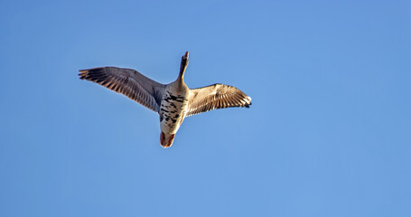 White-fronted goose (Anser albifrons), migrating geese in the sky. European migration stop-overs, Birds fly full-face, rocketing