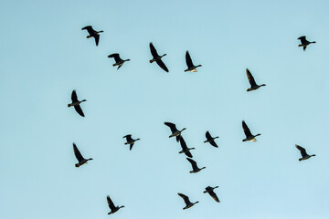 Bean goose (Anser fabalis) silhouettes. Flocks of migrating geese in the sky and over the forest....