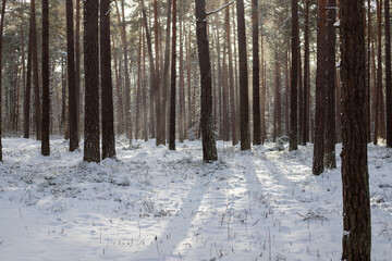 Snow-Covered Pathway Through a Pine Forest